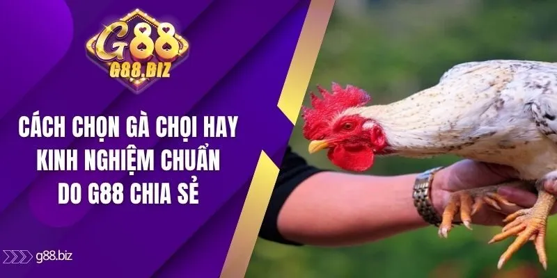 Cách chọn gà chọi hay