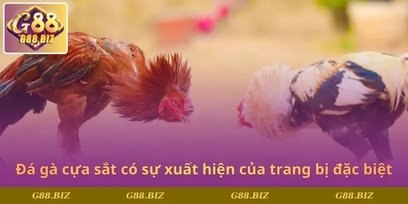 Đá gà cựa sắt có sự xuất hiện của trang bị đặc biệt