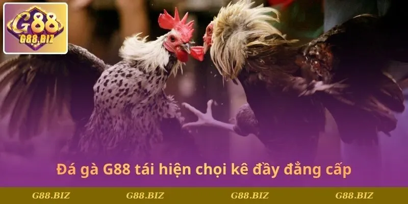 Đá gà G88 tái hiện chọi kê đầy đẳng cấp