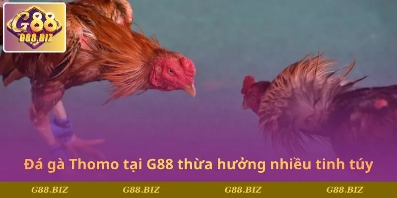 Đá gà Thomo tại G88 thừa hưởng nhiều tinh túy