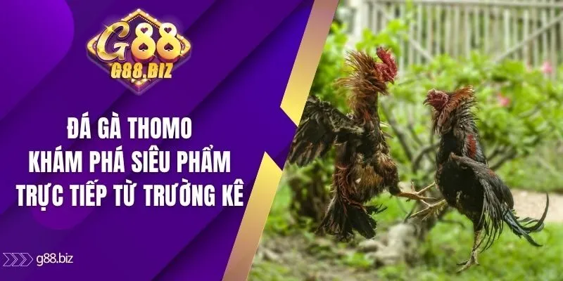 Đá gà Thomo