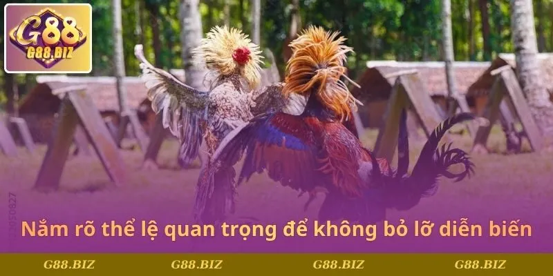 Nắm rõ thể lệ quan trọng để không bỏ lỡ diễn biến