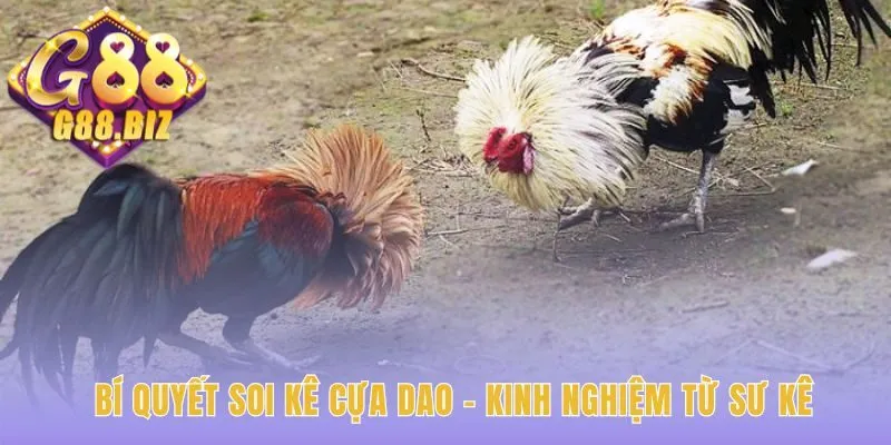 Soi kê Đá Gà Cựa Dao đòi hỏi kỹ năng đọc tướng mạo và kèo cược