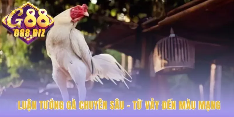 Phân tích form gà qua vảy quý và màu mạng theo ngũ hành