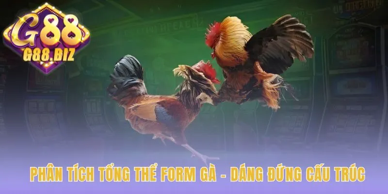 Phân tích form gà luận giải lối đá qua dáng đứng cân đối