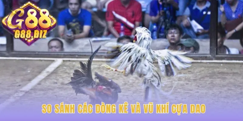 Đá Gà Cựa Dao phân tích lối đá của các dòng kê và vũ khí